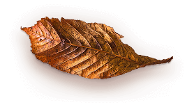 Home_herbal_pic5